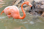 Flamingo Beak Water Drip At the Zoo