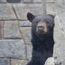 Playing Peek A Boo At the Zoo