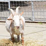 Zoo Barnyard, Chew My Straw 2