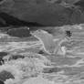 Flapping In the Waves, Seagull 2