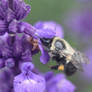 Bumble Nibbling Nectar 13