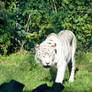 Here Kitty Kitty, White Tiger On the Prowl 2