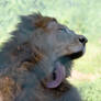 Mighty Lion, Bath Time