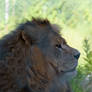 Mighty Lion, Side Profile Stare 2