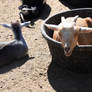 Relaxing In My Bucket Bed