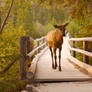 Bridge Walk, Elk Moving To the End 2