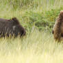 The Grizzly Mama and Baby Bear Sniffing the Grass