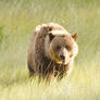 The Grizzly Bear Standing In the Grass 5