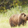 The Grizzly Bear Standing and Staring In Grass 5