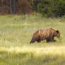 The Grizzly Bear Roaming the Grass 10