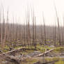 Tree Skeletons, Canadian Rockies