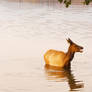 Going for An Elk Swim, Morning Yawn