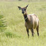 Female Elk Staring Forward