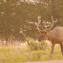 Male Elk Standing By the Roadside