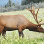 Male Elk Nibbling At the Side of the Road 10