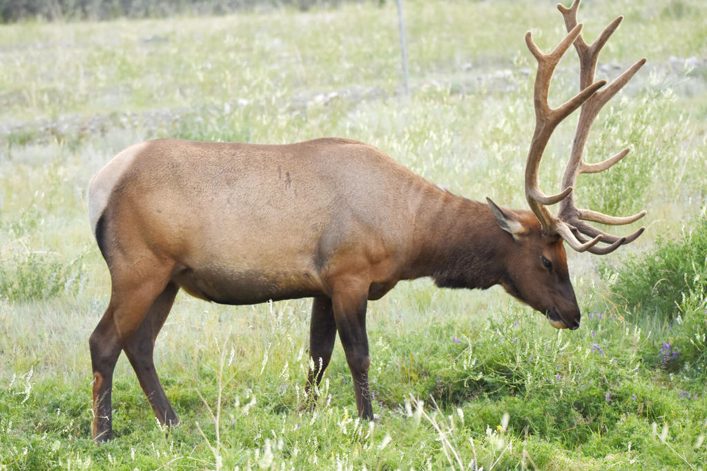 Male Elk Looking Up At The Side Of The Road 4 By Miss Tbones On DeviantArt male-elk-looking-up-at-the-side-of-the-road-4-by-miss-tbones-on-deviantart