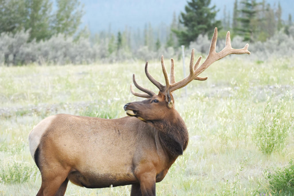Male Elk Looking Up And Over The Shoulder By Miss Tbones On DeviantArt male-elk-looking-up-and-over-the-shoulder-by-miss-tbones-on-deviantart