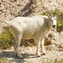 Mountain Goat In the Canadian Rockies 4