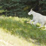 Mountain Goat In the Canadian Rockies 5