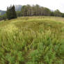 Wildflower Fairyring In the Canadian Meadow 3