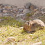 The Real Picca In Canadian Rockies,Nibbling Grass4