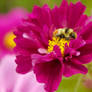 Bee and Flower, Buzzing Away