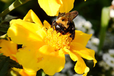 Autumn Bee and Flowers, Sweet Nectar 3