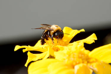 Autumn Bee and Flowers, Sweet Nectar 5