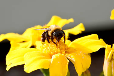 Autumn Bee and Flowers, Sweet Nectar 8