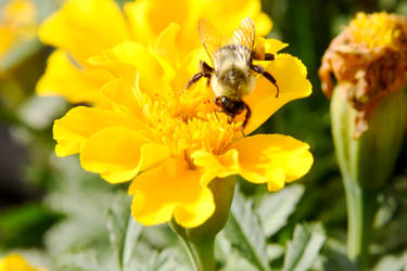 Autumn Bee and Flowers, Sweet Nectar 10