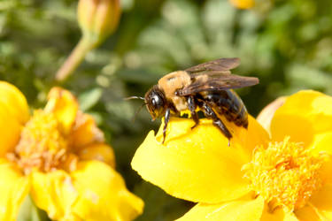 Autumn Bee and Flowers, Resting On the Petal