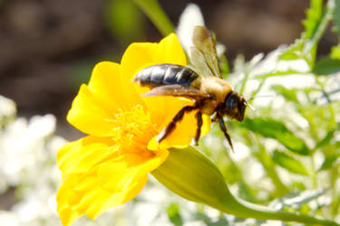 Autumn Bee and Flowers, Resting On the Petal 2
