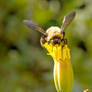 Autumn Bee and Flowers, Massive Landing 3
