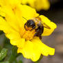 Autumn Bee and Flowers, Hugging the Center 6