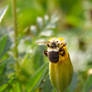 Autumn Bee and Flowers, Clinging To the Closed Bud