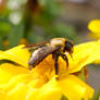 Autumn Bee and Flowers, Beeing In the Center 3