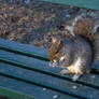 Squirrel On A Bench, Lunch Time 3