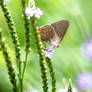 Purple and Blur, Butterfly Nectar Love 2