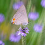 Purple and Blur, Butterfly Nectar Love 10