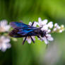 Giant Black Wasp, Sipping Nectar In Blur 2