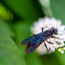 Giant Black Wasp, Nibbling In Blur 3