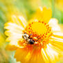 In the Hazzy Effect, Bee and Flower
