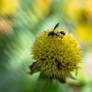 Sitting In the Center of Focus and Haze, Insect