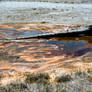 Dead In Hot Water, Branch In Yellowstone