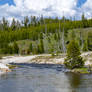 Tree In the Center of Running Water, Yellowstone