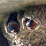 Nesting Under Building Eves, Yellowstone Swallows4