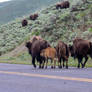 Bison Family Traveling the Roadside, Yellowstone