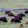 Bison Family Group In Yellowstone Medow