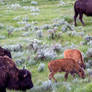 Bison Family Group In Yellowstone Medow 2