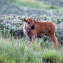 Baby Bison Staring Off On Green Hill, Yellowstone